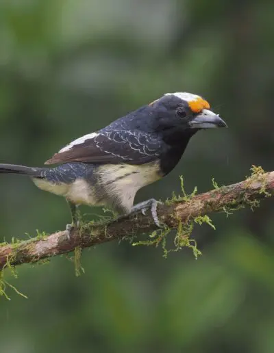 Orange - Fronted Barbet © Angie Drake