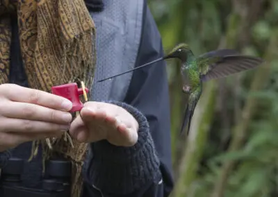 Sword-billed Hummingbird en  los bebederos de Zuro Loma