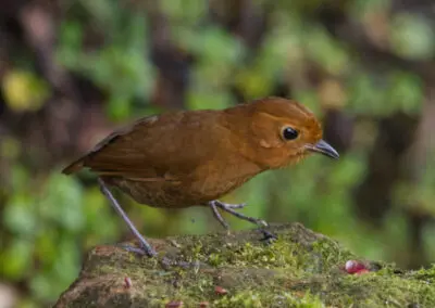 Chestnut-napped Antpitta, Zuro Loma © Angie Drake