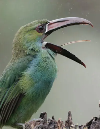 Crimson-Rumped Toucanet, Mashpi Amagusa © Bryan Hutchings