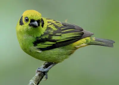 Emerald Tanager, Sachaguatusa