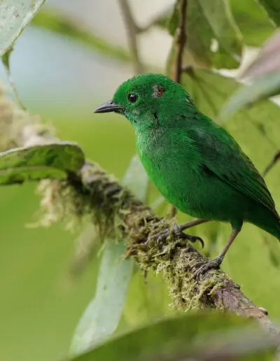 Glistening-Green Tanager, Mashpi Amagusa © Bryan Hutchings