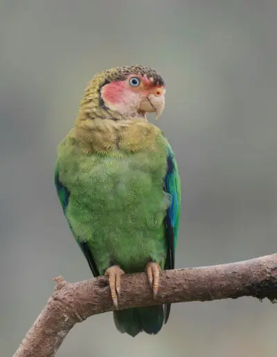 Roce Faced Parrots, Mashpi Amagusa © Bryan Hutchings