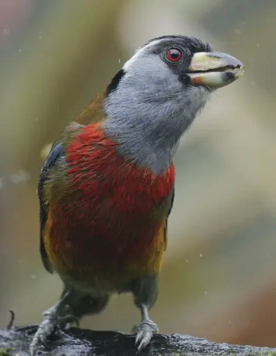 Toucan Barbet, Mashpi Amagusa © Bryan Hutchingss