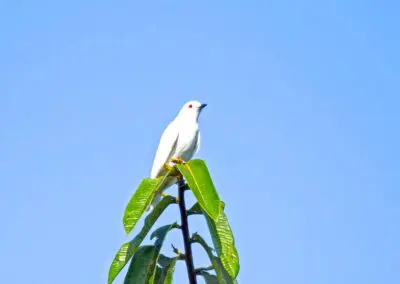 Black-tipped Cotinga, Guayabillas