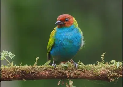 Bay-Headed Tanager, Sachaguatusa en el Choco Andino del Ecuador