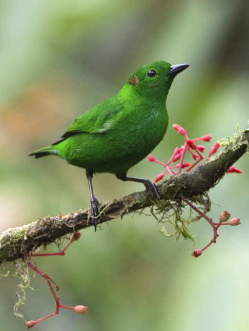A Glistening Green Tanager is truly a bright green
