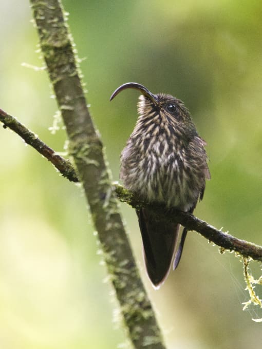 The White-tipped Sicklebill is a hummingbird with a beak that looks more like a claw