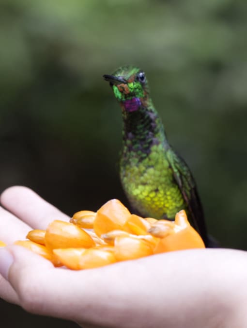 An Empress Brilliant hummingbird perches on the edge of a hand that holds a spray of orange flower blossoms