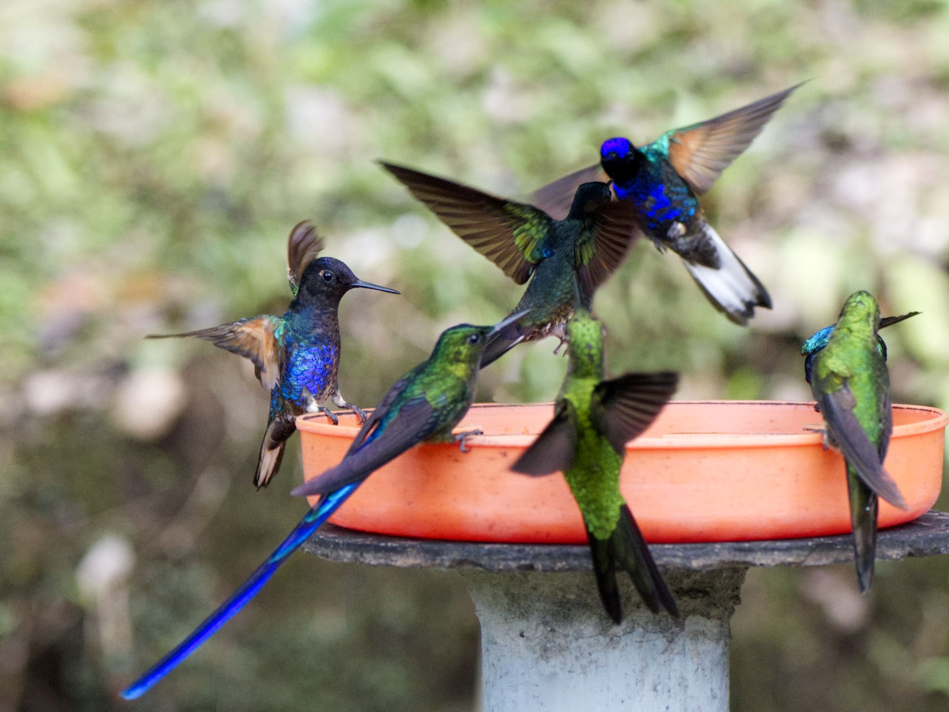 A colorful menagerie of hummingbirds frequent the feeders of Mashpi Amagusa