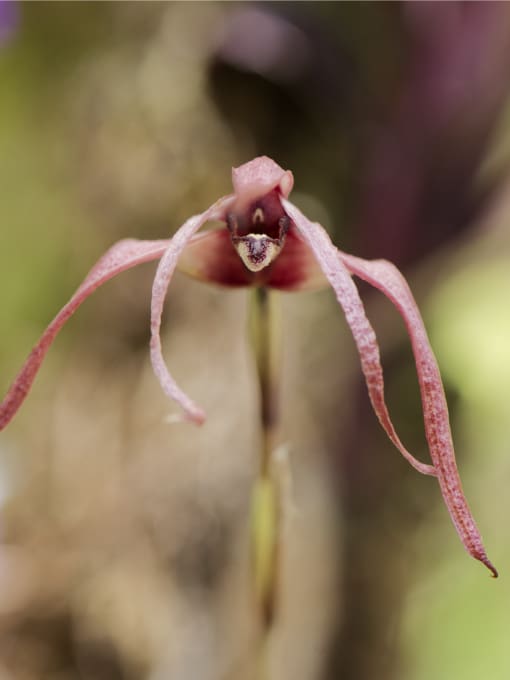 This pal burgundy orchid with long, trailing petals is likely a Maxillaria longissima