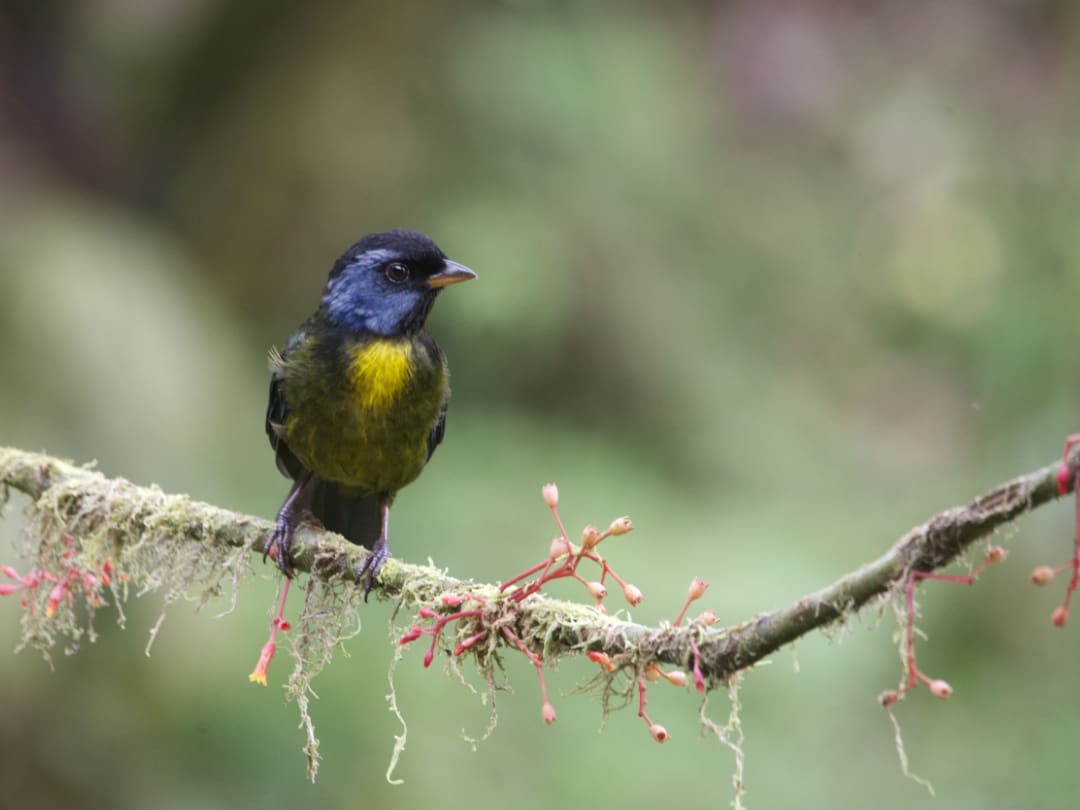 The Moss-backed Tanager is a handsome bird and endemic species of the Choco-Andino.