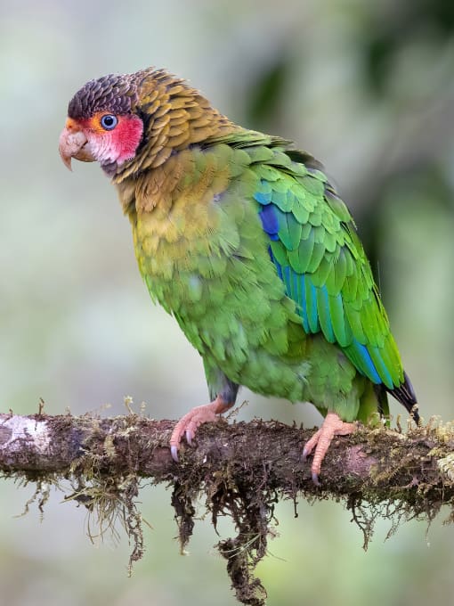 The Rose-Faced Parrot, a Choco endemic, is a common visitor to Ecuador's Mashpi Amagusa Reserve