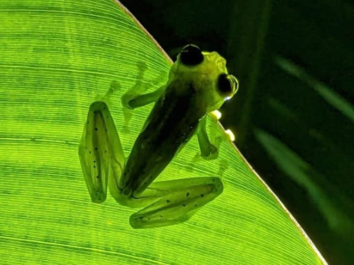 The Mashpi Glass Frog is easy to find in walking distance of the Mashpi Amagusa Lodge