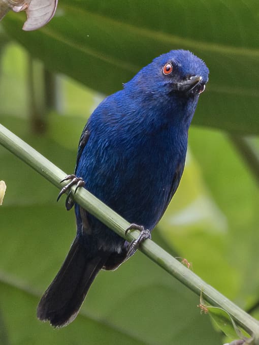 The Indigo Flowerpiercer is a Choco endemic bird that is a stunning dark blue color with orange-red eyes