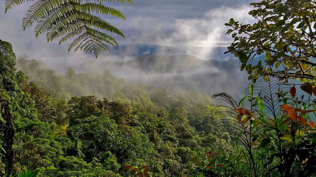 The Mashpi Amagusa Reserve is located near Mashpi Lodge in the Western Foothills of the Ecuadorian Andes.