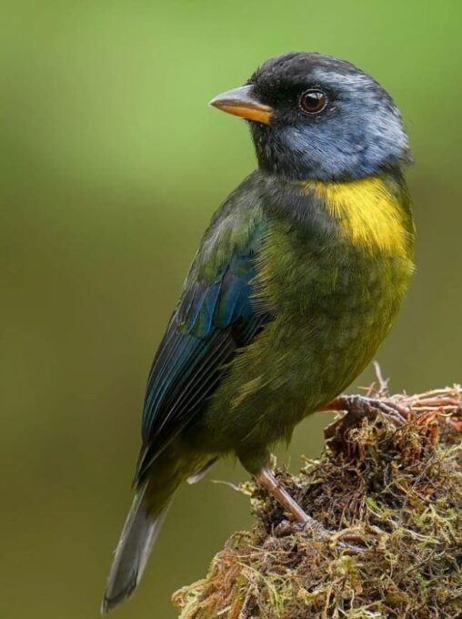 Moss-Backed Tanager, Mashpi Amagusa Moss-Backed Tanager, Mashpi Amagusa