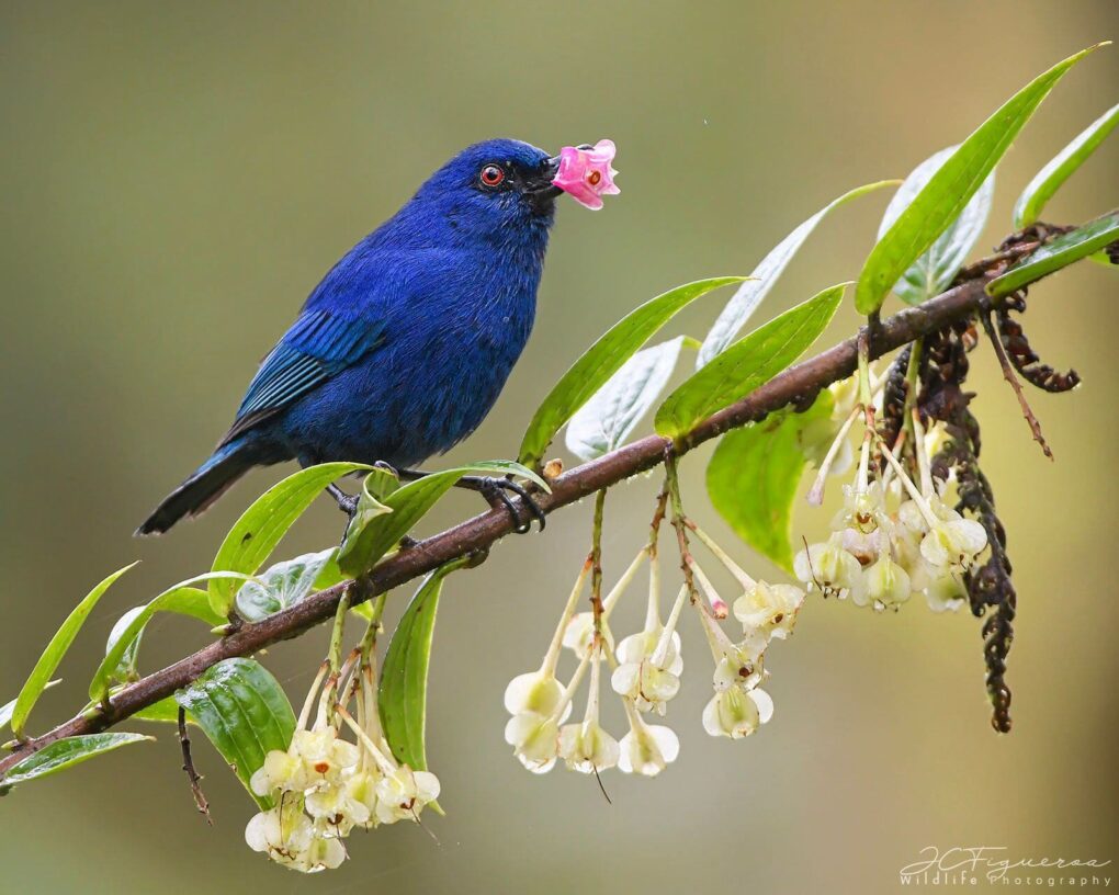 Indigo Flowerpiercer, Mashpi Amagusa © Juan Carlos Figueroa Indigo Flowerpiercer, Mashpi Amagusa © Juan Carlos Figueroa
