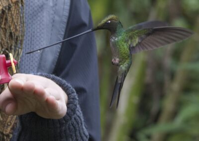 Sword-billed Hummingbird en los bebederos de Zuro Loma © Angie Drake