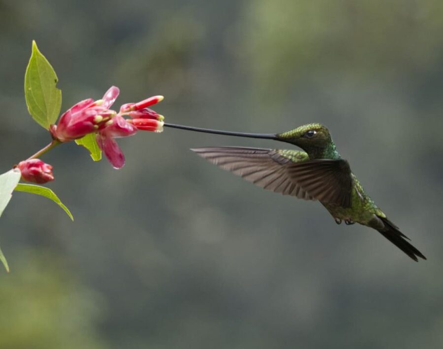 Sword-Billed Hummingbird, Zuro Loma