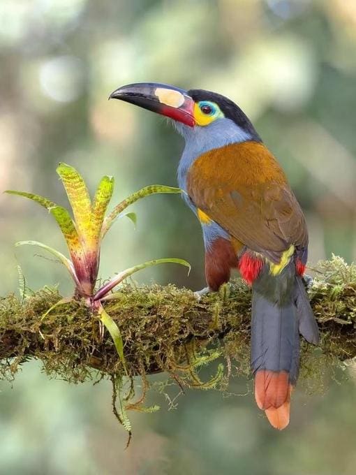 processed_bird_image_no_borders