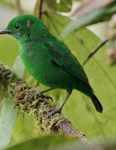 Glistening-Green Tanager, Mashpi Amagusa © Bryan Hutchings